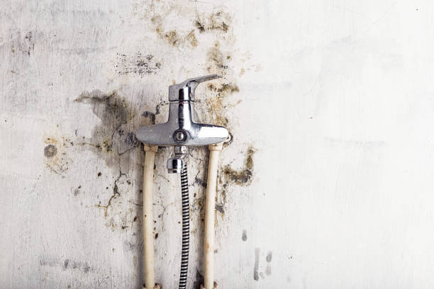 Best Black Mold Remediation in Cayuga, IN