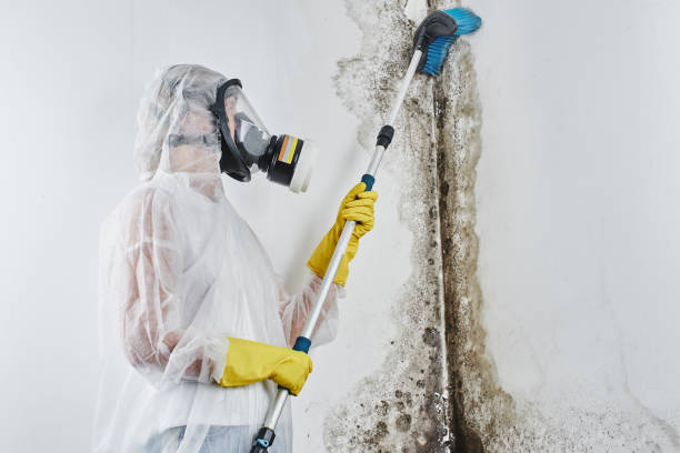 Best Industrial Mold Remediation in Cayuga, IN