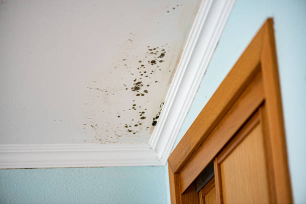 Best Insurance-Related Mold Remediation in Cayuga, IN