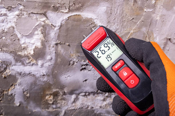 Best White Mold Remediation in Cayuga, IN
