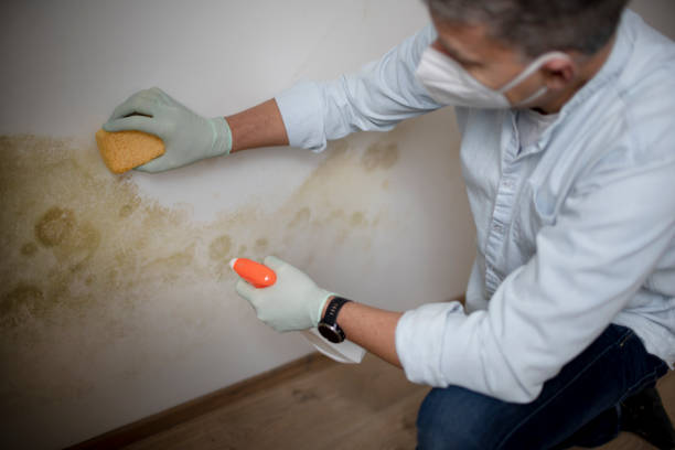 Best Attic Mold Remediation in Cayuga, IN