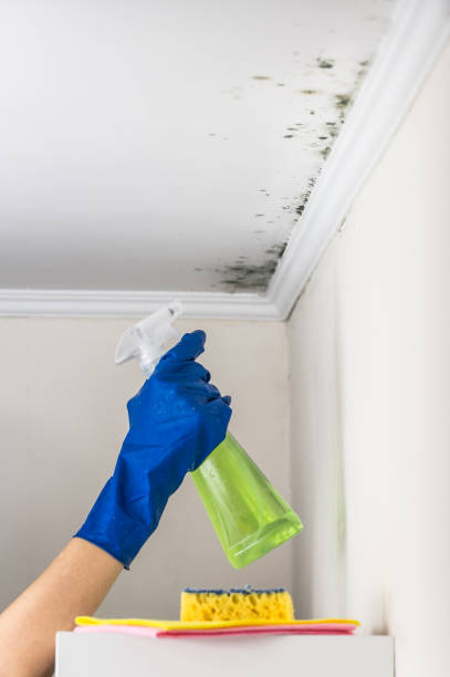 Best Emergency Mold Remediation in Cayuga, IN