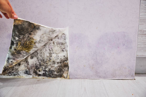 Best Health and Safety Mold Remediation in Cayuga, IN